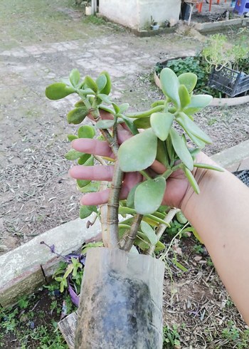 saksı ve bahçe çiçeği - Görsel 4