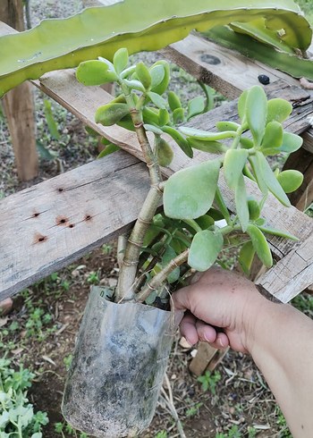 saksı ve bahçe çiçeği - Görsel 3