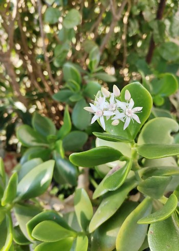 saksı ve bahçe çiçeği - Görsel 2