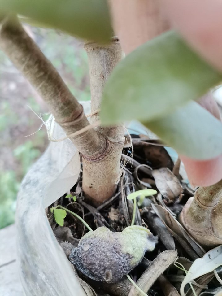 saksı ve bahçe çiçeği - Görsel 5