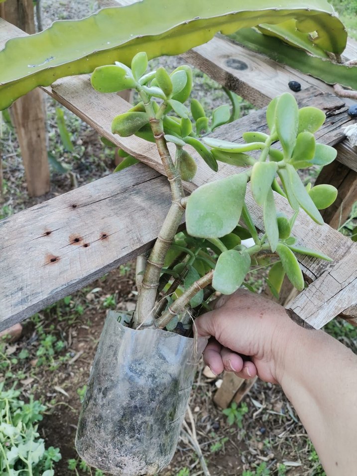 saksı ve bahçe çiçeği - Görsel 3