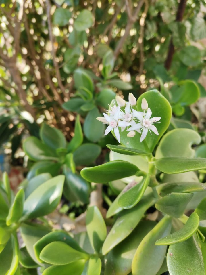 saksı ve bahçe çiçeği - Görsel 2