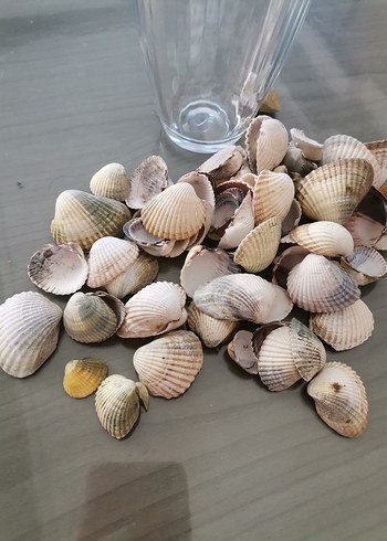 Bohem Tarzı Bej Gri Deniz Kabuğu Seti - Görsel 3