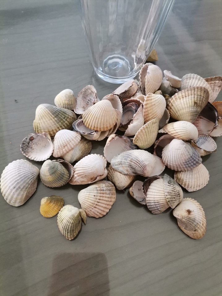 Bohem Tarzı Bej Gri Deniz Kabuğu Seti - Görsel 3