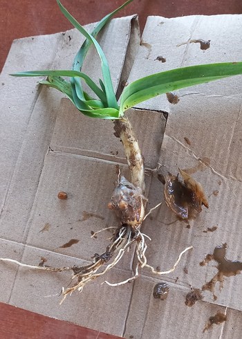 Kökleri ve Yeşil Yapraklarıyla Bitki - Görsel 3