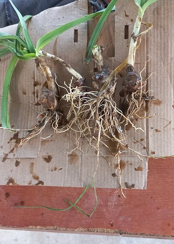 Kökleri ve Yeşil Yapraklarıyla Bitki - Görsel 2