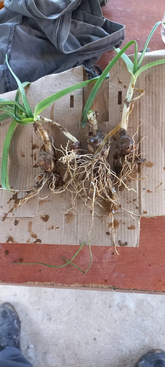 Kökleri ve Yeşil Yapraklarıyla Bitki - Görsel 2