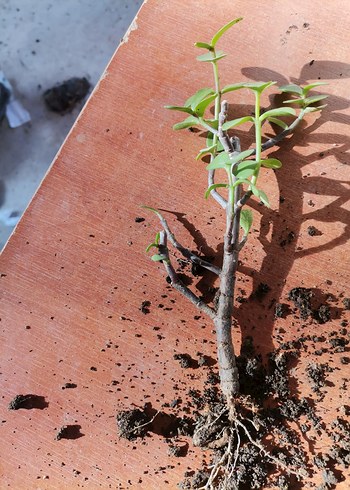 Açık Yeşil Saksı Bitkisi - Görsel 3