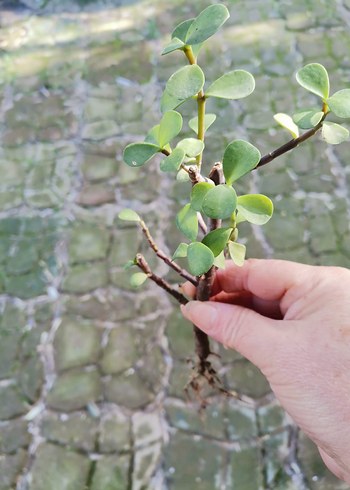 Açık Yeşil Saksı Bitkisi - Görsel 2