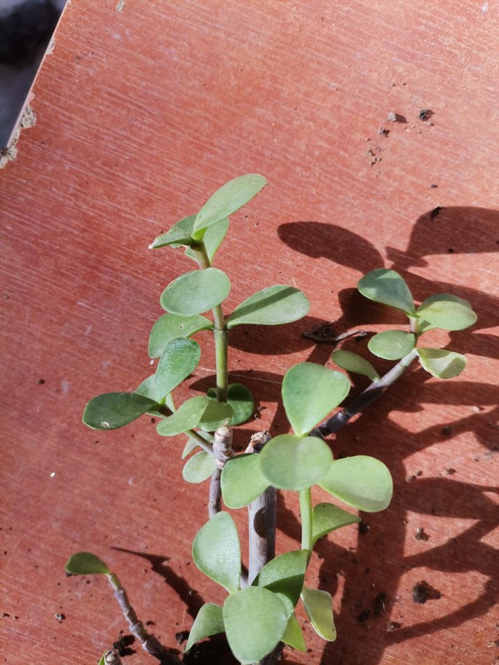 Açık Yeşil Saksı Bitkisi - Görsel 4