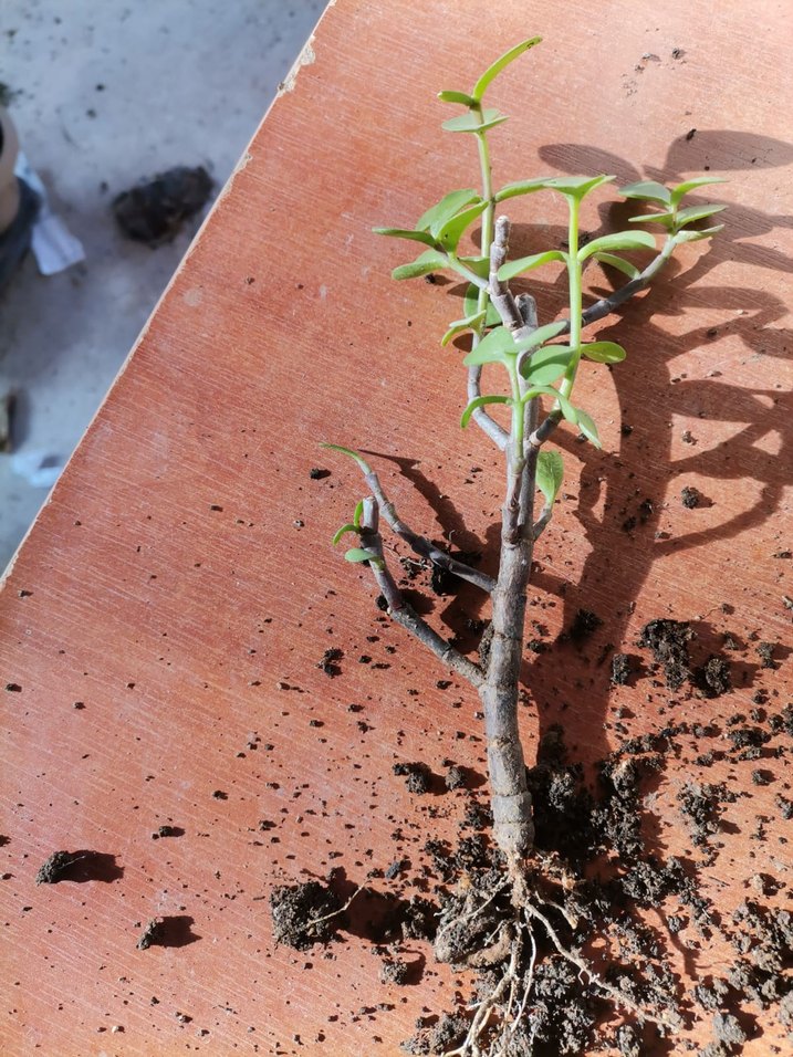 Açık Yeşil Saksı Bitkisi - Görsel 3