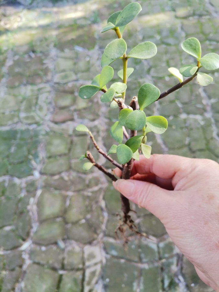 Açık Yeşil Saksı Bitkisi - Görsel 2