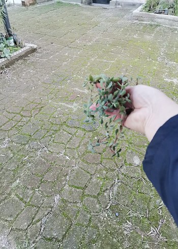 Pastel Yeşil Ev Dekoratif Bitkisi - Görsel 3