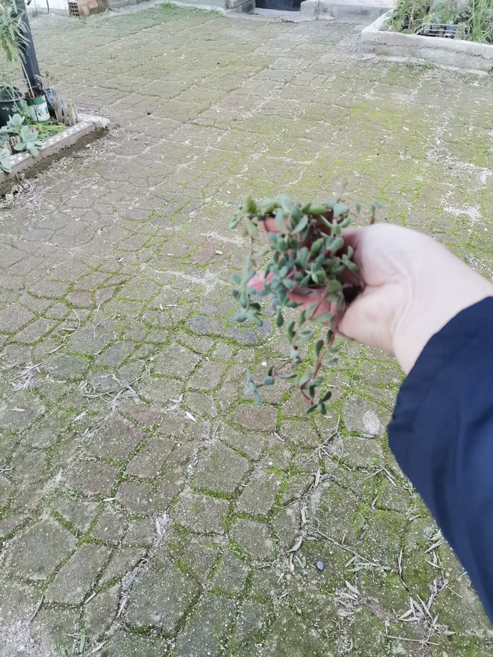 Pastel Yeşil Ev Dekoratif Bitkisi - Görsel 3