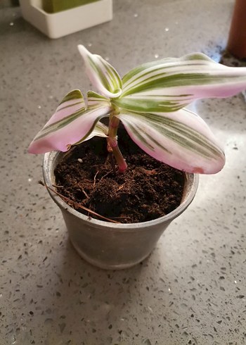 Pembe Pastel Renkli Saksı Çiçeği - Görsel 3