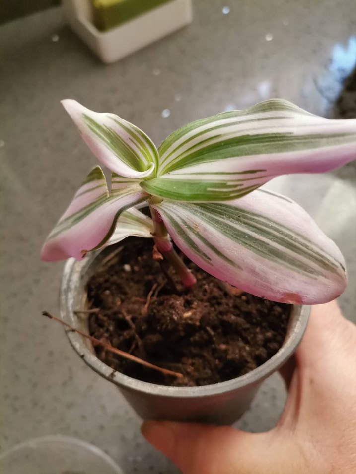 Pembe Pastel Renkli Saksı Çiçeği - Görsel 2