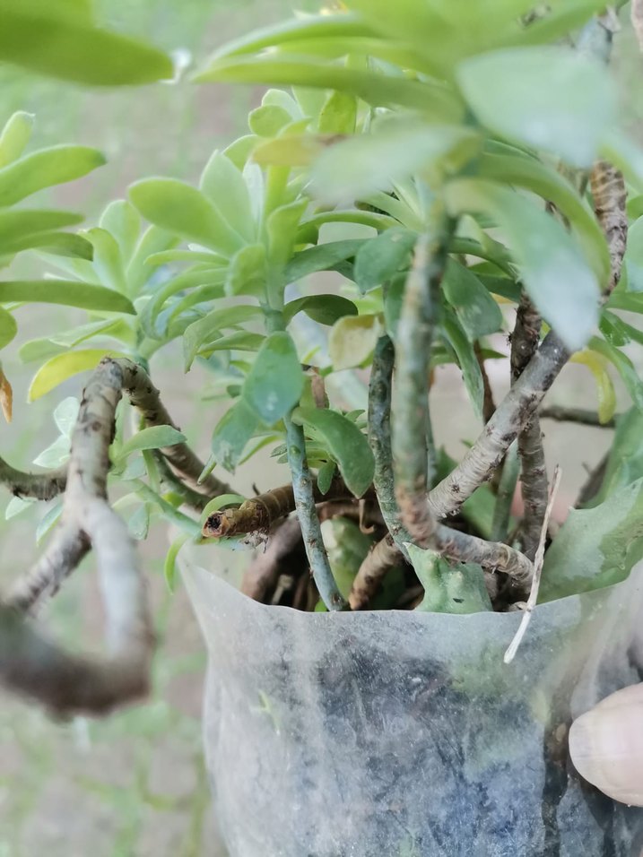 Sarı Çiçekli Dekoratif Sukulent Bitki - Görsel 3