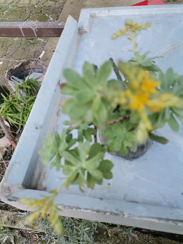 Sarı Çiçekli Dekoratif Sukulent Bitki - Görsel 2