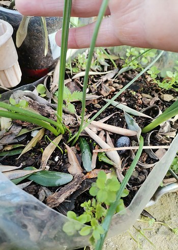 Beyaz Çiçek - Görsel 2