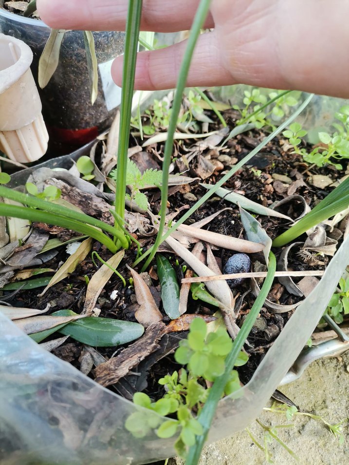 Beyaz Çiçek - Görsel 2