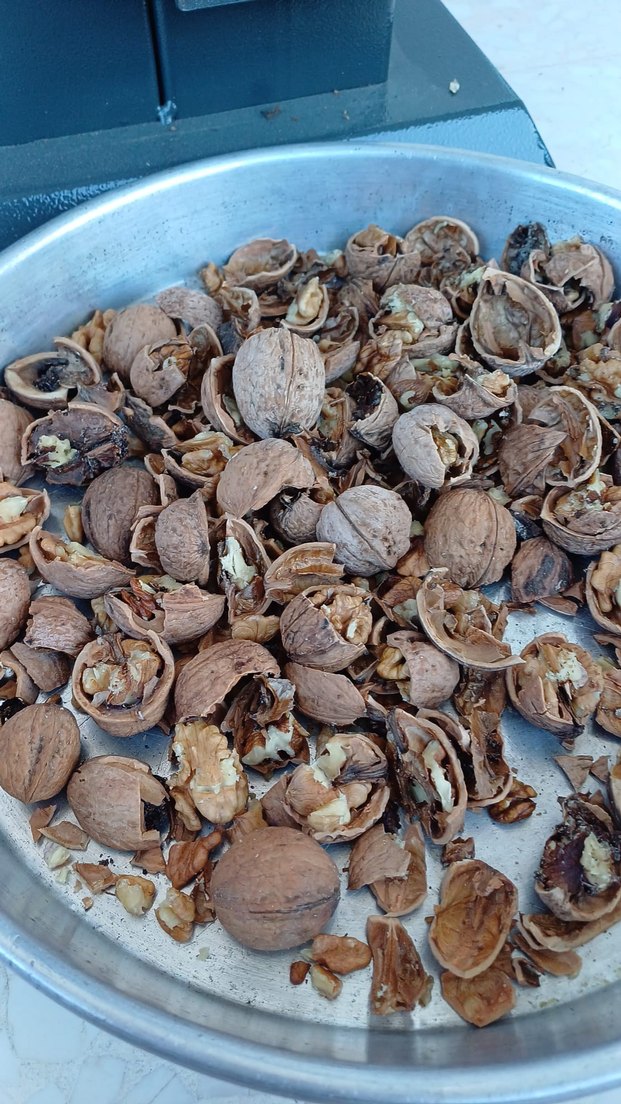 Gri-Kahverengi ceviz kırma Makinesi - Görsel 3