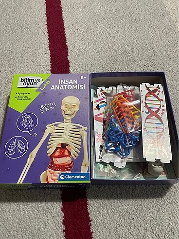 İnsan Anatomisi