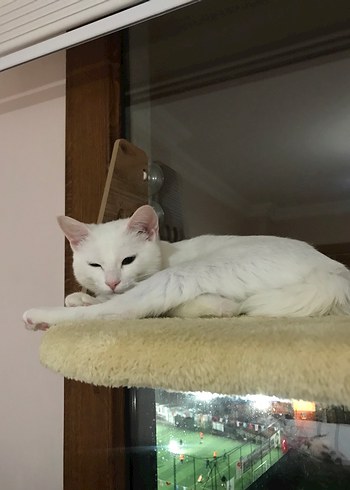 Kahverengi Ahşap Kedi yatağı - Görsel 6