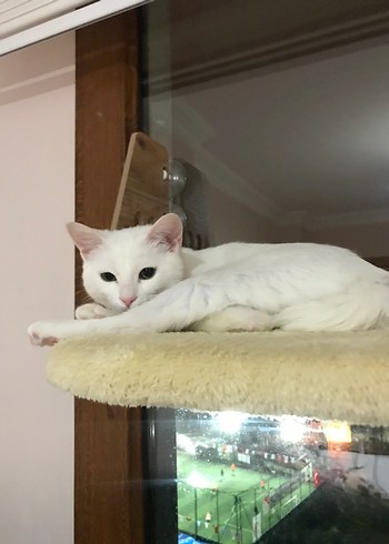 Kahverengi Ahşap Kedi yatağı - Görsel 5