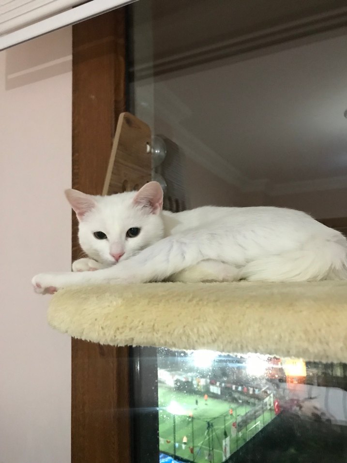 Kahverengi Ahşap Kedi yatağı - Görsel 5