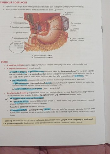 ProspekTUS Anatomi Fakülte ve Modül Sınavları Kitabı - Görsel 4