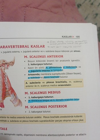 ProspekTUS Anatomi Fakülte ve Modül Sınavları Kitabı - Görsel 7