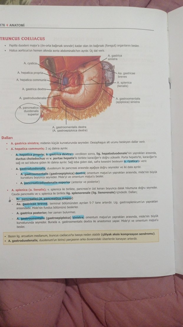ProspekTUS Anatomi Fakülte ve Modül Sınavları Kitabı - Görsel 4