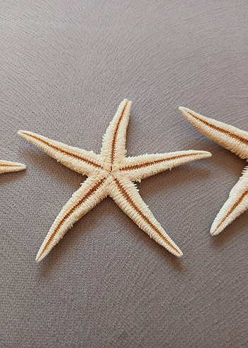 Orjinal deniz yıldızları - Görsel 5