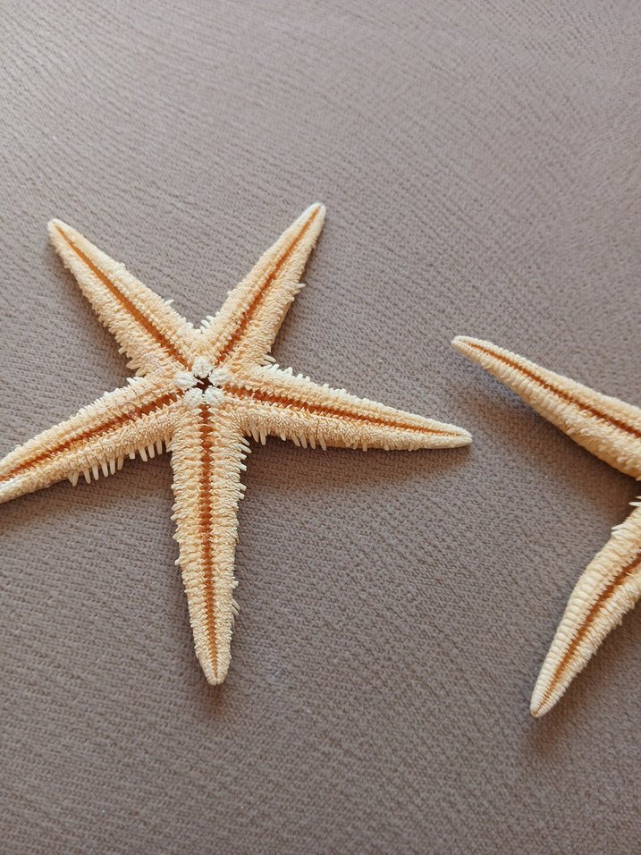 Orjinal deniz yıldızları - Görsel 4