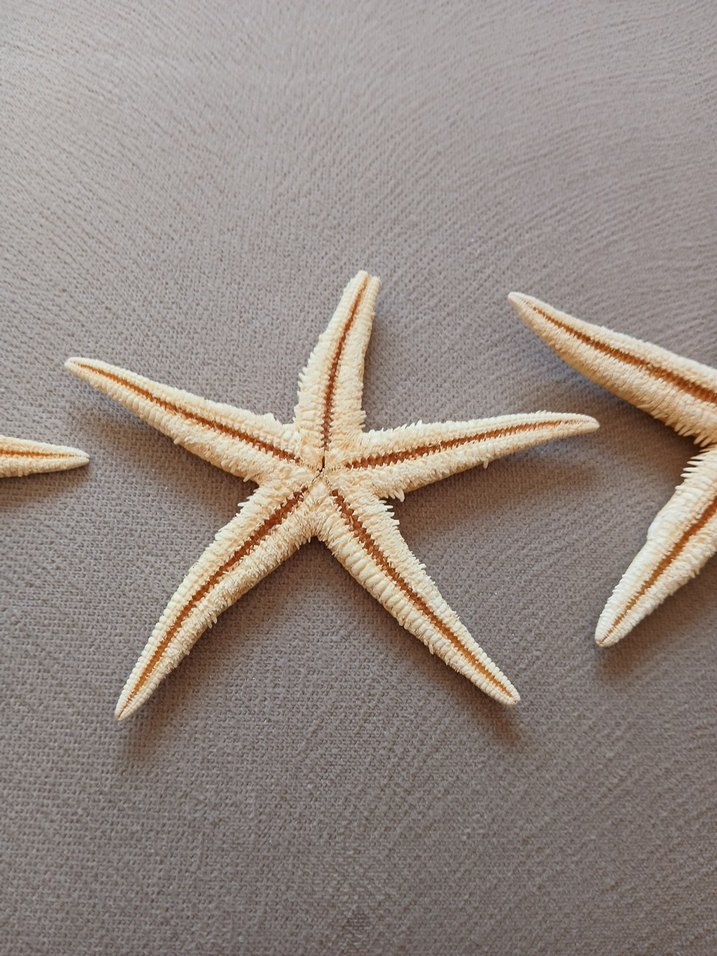 Orjinal deniz yıldızları - Görsel 5