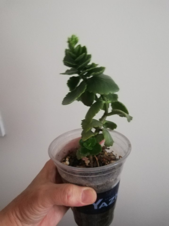 KALANŞO TOMURCUKLU - Görsel 4