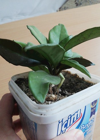 HOYA MUM ÇİÇEĞİ - Görsel 3