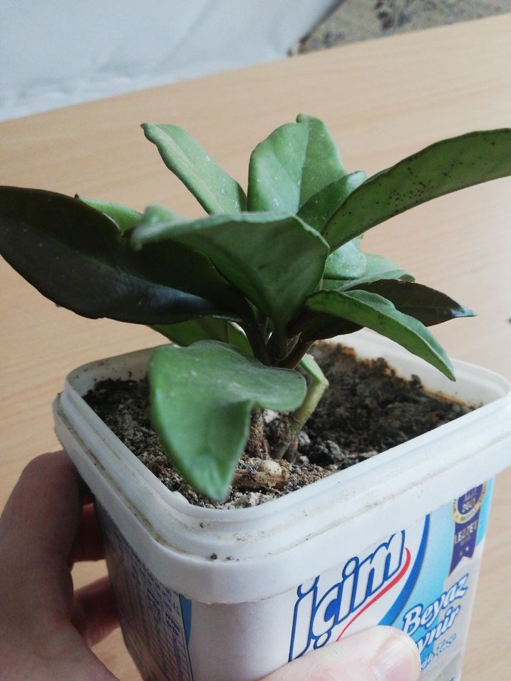 HOYA MUM ÇİÇEĞİ - Görsel 3