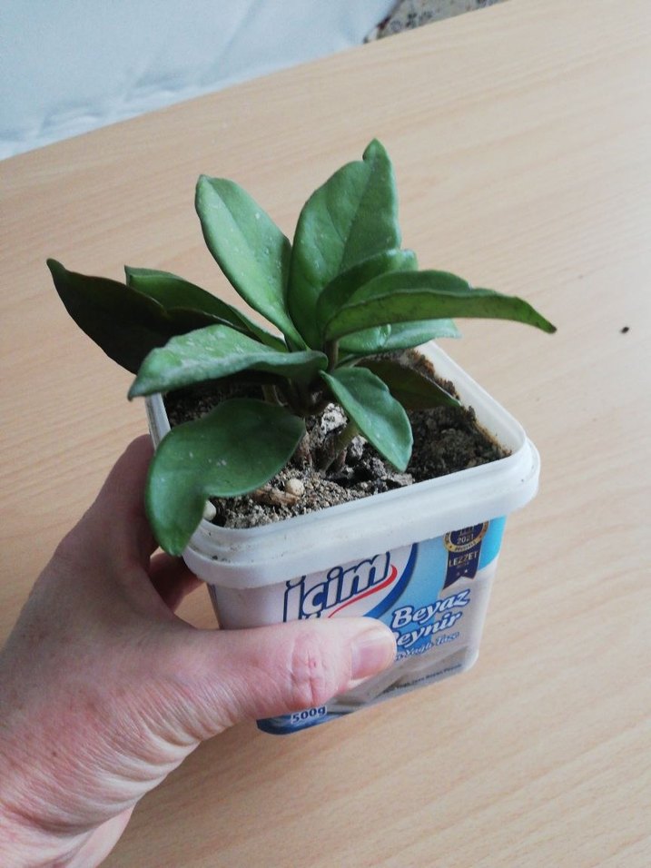 HOYA MUM ÇİÇEĞİ - Görsel 2