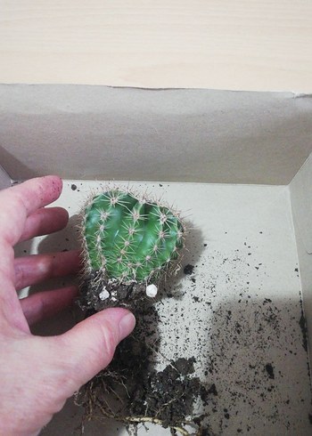 Canlı Yeşil Kaktüs Saksı Bitkisi - Görsel 4