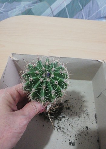 Canlı Yeşil Kaktüs Saksı Bitkisi - Görsel 2