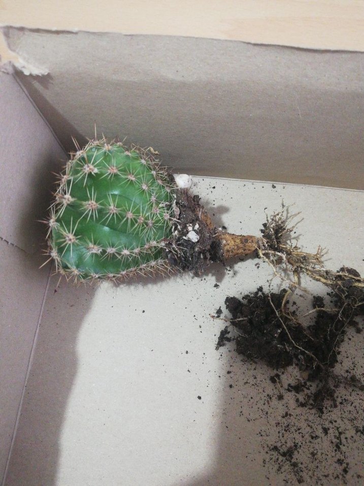 Canlı Yeşil Kaktüs Saksı Bitkisi - Görsel 3