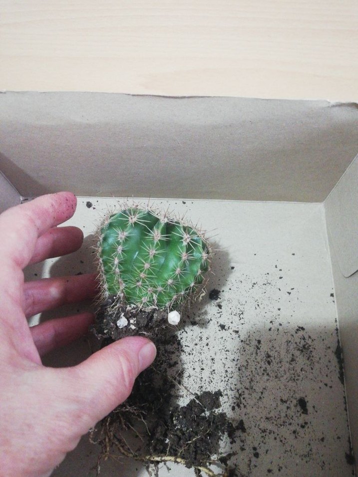 Canlı Yeşil Kaktüs Saksı Bitkisi - Görsel 4