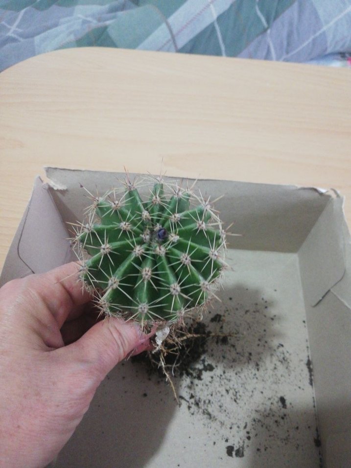 Canlı Yeşil Kaktüs Saksı Bitkisi - Görsel 2