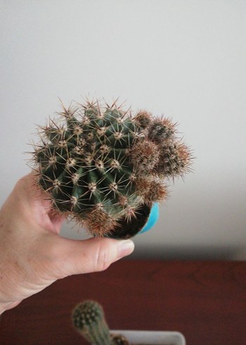 KAKTÜS KAYNANATOPUZU - Görsel 6