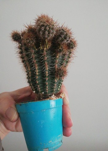 KAKTÜS KAYNANATOPUZU - Görsel 5