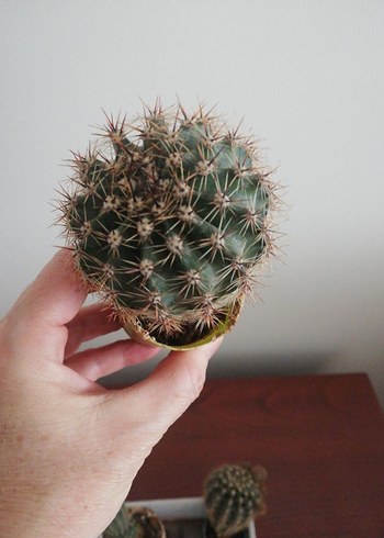 KAKTÜS KAYNANATOPUZU - Görsel 3