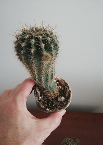 KAKTÜS KAYNANATOPUZU - Görsel 8