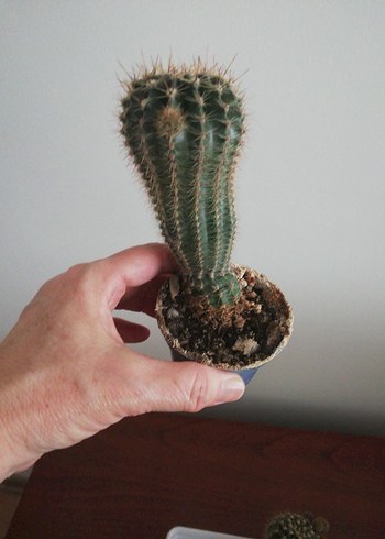 KAKTÜS KAYNANATOPUZU - Görsel 7