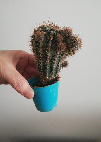 KAKTÜS KAYNANATOPUZU - Görsel 4